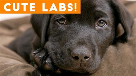 The Cutest Lab Compilation of 2018 | Funny Pet Videos ...