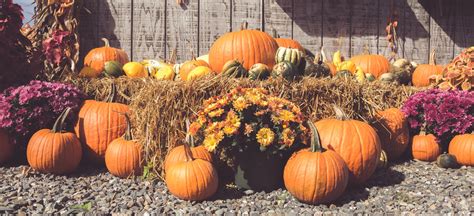 Fall Harvest Display Free Stock Photo Public Domain Pictures