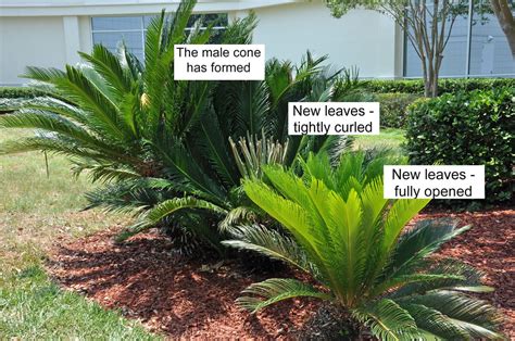 In the ground in can reach over 10 feet tall at maturity. The Goat: The Sago Palm