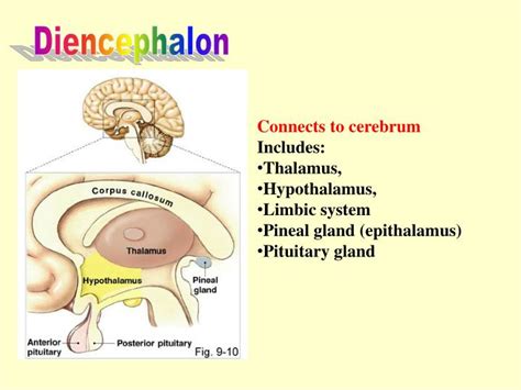 This causes a gradual, generalized increase in muscle tone, which is the main symptom of. PPT - Brain Anatomy PowerPoint Presentation - ID:3634385