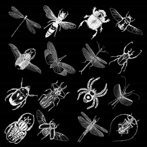 Best Dead Bug Illustrations Royalty Free Vector Graphics And Clip Art