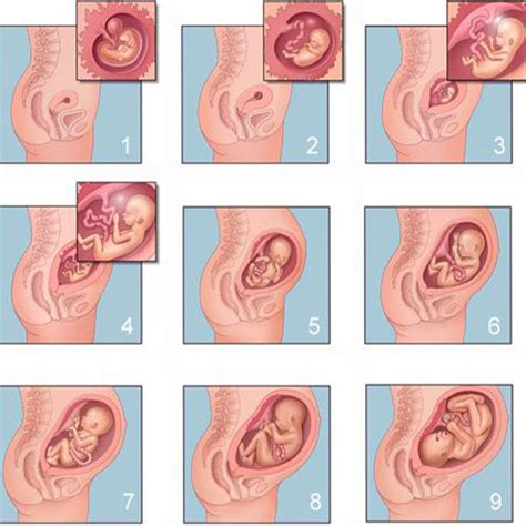 Etapas De Embarazo Las Fases De Crecimiento Humano Desarrollan The