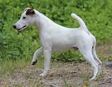 Stud dogs standing at public stud at firezan,please see listings. Smooth Fox Terrier - Puppies, Rescue, Pictures ...