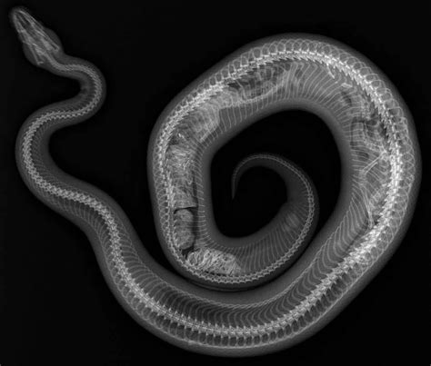 Pregnant Snake Buyxraysonline