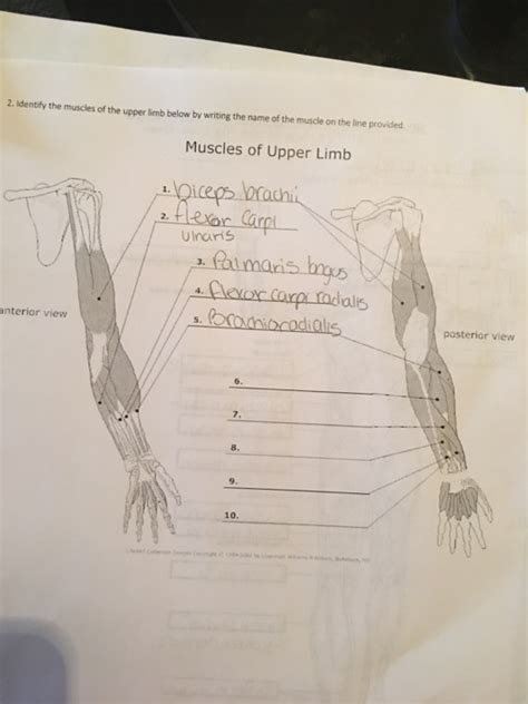 Solved 2 Identify The Muscles Of The Upper Limb Below By