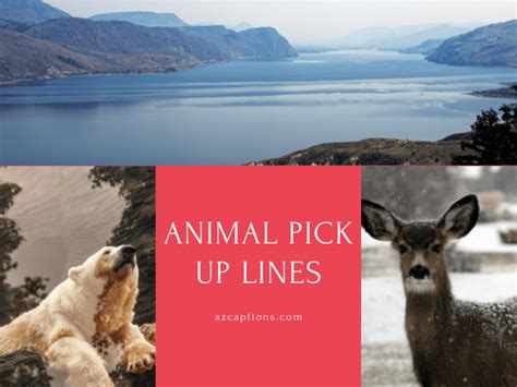 Exclusive 29 Animal Pick Up Lines To Capture Animal Pics