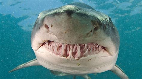 Why Great White Sharks Cant Be Kept In Aquarium The Secret Is