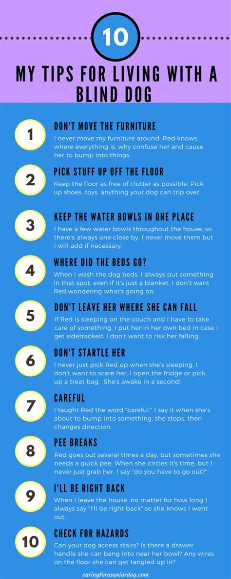 Infographic Tips For Living With A Blind Dog Caring For A Senior Dog