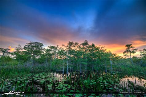 Cypress Tree And Lilypads The Water Florida Wetlands Royal Stock Photo