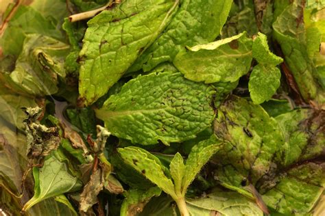 Mint Leaves Turning Brown Common Causes Gfl Outdoors