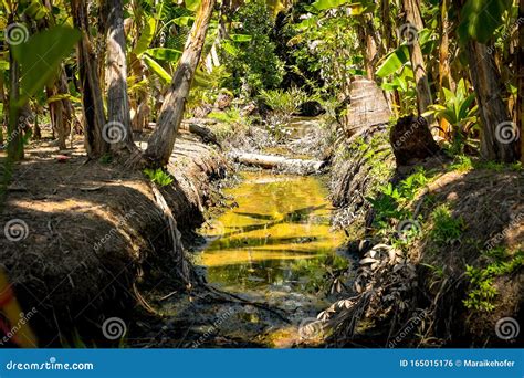 River Vietnamese Jungle Stock Photos Download 1356 Royalty Free Photos