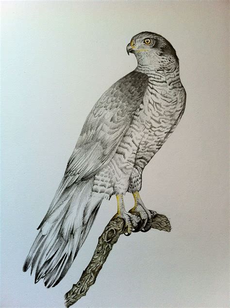 Pencil Drawing Bird Of Prey Bird Drawings Pencil Drawings Birds Of Prey Random Stuff