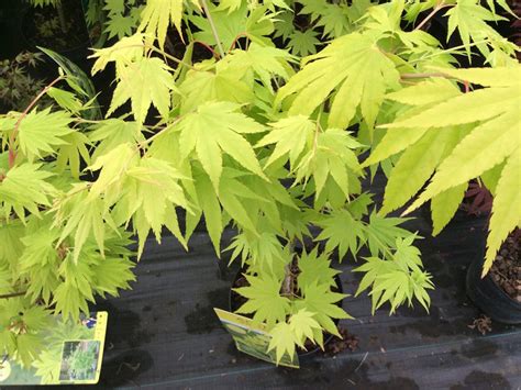 Welcome to pick up your favorite nike jordan shoes at jordanukshop.com.the more sneaker you order,the large discount you will have. Online Plants Sale UK, Online Japanese Maples