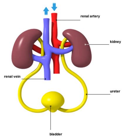 The collecting duct labelled in the diagram above is part of the kidney nephron (shown much enlarged). The Urinary System Simple Diagram - Kuroi