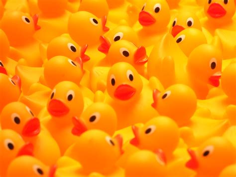 Filerubber Duckies So Many Ducks Wikimedia Commons