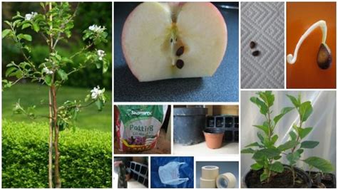 Naturehills.com has been visited by 10k+ users in the past month How to Grow Apple Tree From Seeds | Apple tree from seed ...