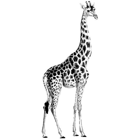 Vintage Illustrations Of Giraffe Download Free Vectors Clipart