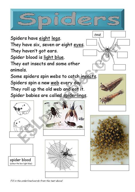 All About Spiders Worksheets Spider Worksheets Reading Comprehension