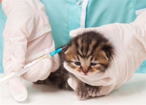 Pneumococcal conjugate and pneumococcal polysaccharide vaccines. 3 Vaksin Wajib untuk Anakan Kucing | NESIATIMES.COM
