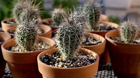 Keep the seeds in a paper bag or. How to grow a saguaro from seed | tucson life | tucson.com ...