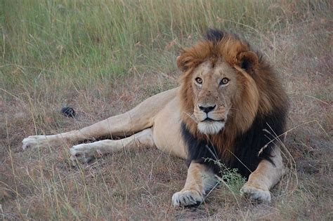 Lions Lost Conservation Articles And Blogs Cj