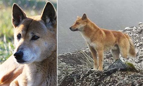 Ancient breed of singing dog re-emerges in Indonesia after being
