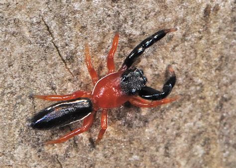 Even black widows can have white or yellow markings instead of red. Orange-black Jumping Spider
