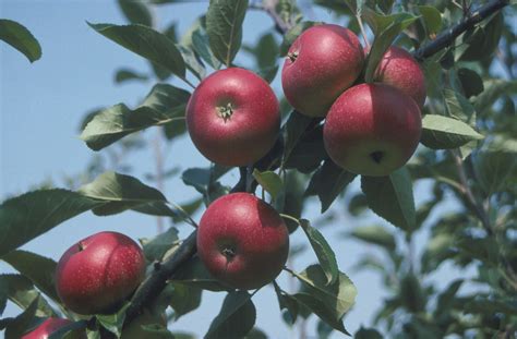 Again, understanding your tree makes a big difference in how you prune it and one of the most important lessons is what the buds look like. Apple Discovery - Grow Veg & Fruit by Brighter Blooms