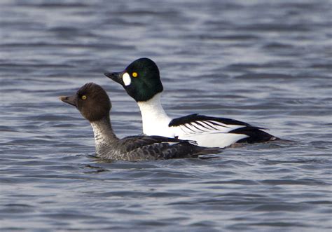 Pewit Goldeneye And Tufted Duck