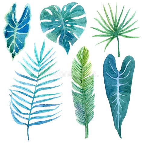 Hand Drawn Watercolor Tropical Plants Set Exotic Palm Leaves J Stock