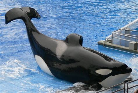 Petition Save Tilikum The Killer Whale In Captivity For Over 30 Years