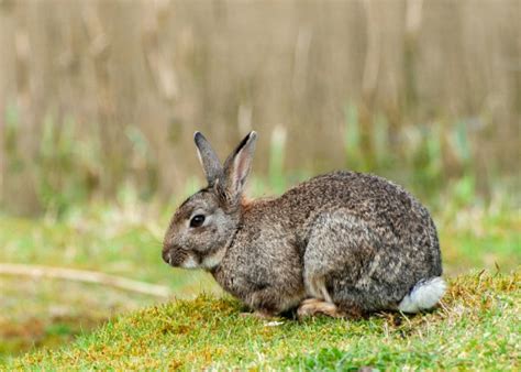 Why Are Bunnies In My Yard? - BackyardBunnyNews