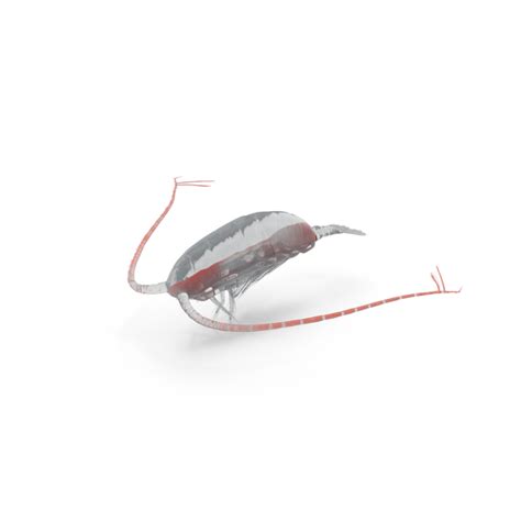 Deep Sea Copepod 3d Object 2298499871 Shutterstock