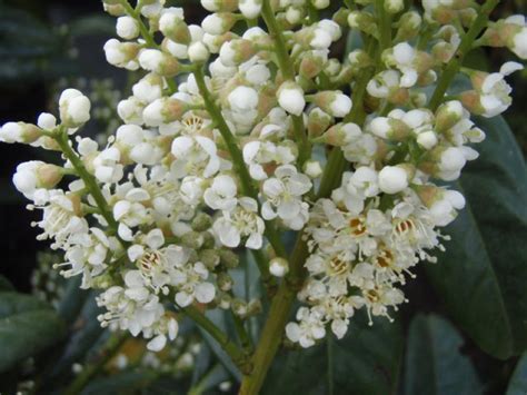 Prunus laurocerasus 'schipkaensis' online bestellen met zorg gekweekt rechtstreeks van de boomkweker deskundig advies meer dan 9000 plantensoorten. Kirschlorbeer Macrophylla Schipkaensis Macrophylla bei ...