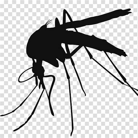 Black Mosquito Mosquito Control Mosquito Transparent Background Png