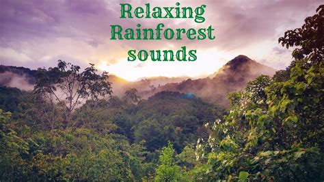 Relaxing Rainforest Sounds Youtube