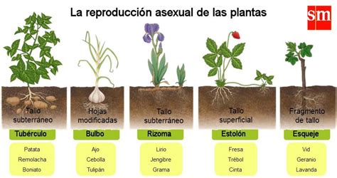 ReproducciÓn De Las Plantas Clasificación Con Nombre Etapas