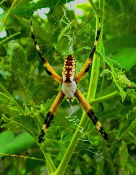 Garden Spider Argiope Aurantia Bugguidenet
