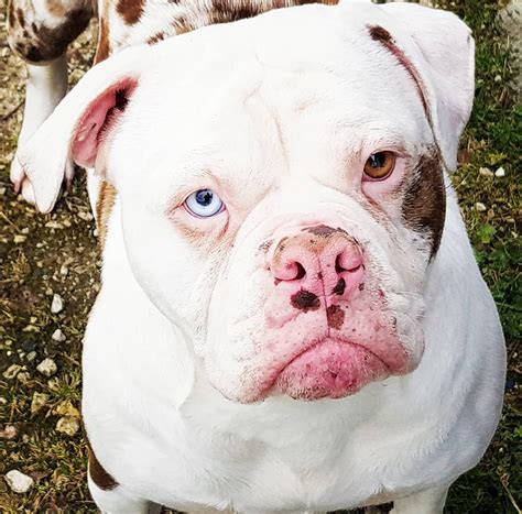 Alapaha Blue Blood Bulldog The Excellent Guard Dog Breed ⋆ American