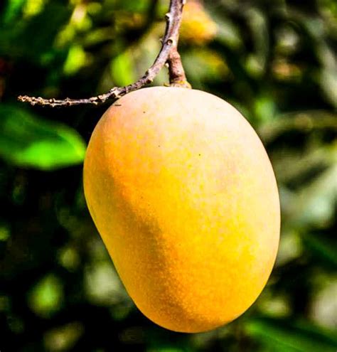 Ripe Mango Nutrition Facts And Health Benefits In The Kitchen Food