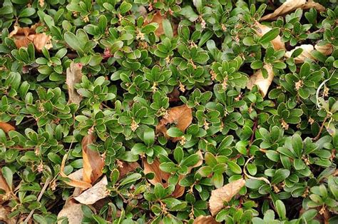 Evergreen Ground Cover Plants For Sale Buying And Growing Guide