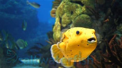 Golden Puffer Puffers Saltwater Fish