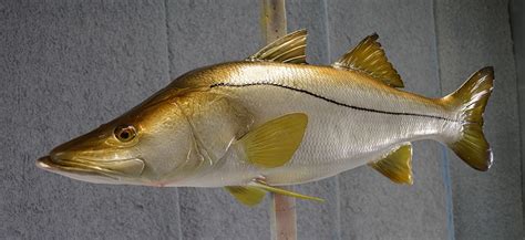 Snook Mounts New Wave Taxidermy