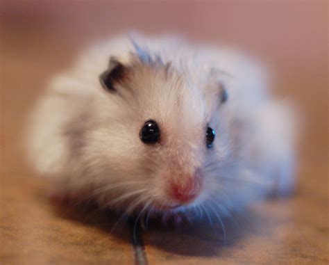 Pin By Mia Haugan On Photo Basics Cute Hamsters Hamster Life Hamster