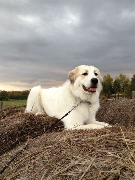 Great Pyrenees puppy. | Great pyrenees dog, Great pyrenees, Great pyrenees puppy