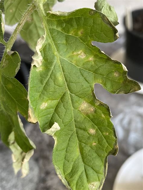 Tomato Leaves Turning Brown On Edges