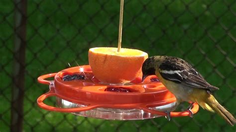 Who has the best burger, best crab cake, what's must eat baltimore? Baltimore Orioles Feeding 2 - With Special Guest - YouTube