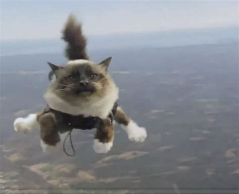 Flying Cat Baby Animals Funny Animals Cute Animals Cute Kittens