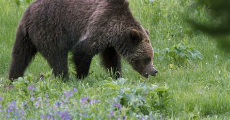 Court Restores Federal Protections To Yellowstone Area Grizzly Bears