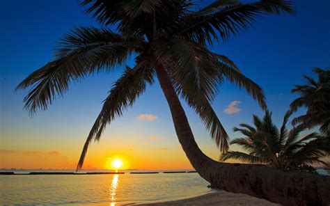 Free Download Sunset Sea Palm Trees Beaches Wallpaper 2560x1600 74863
